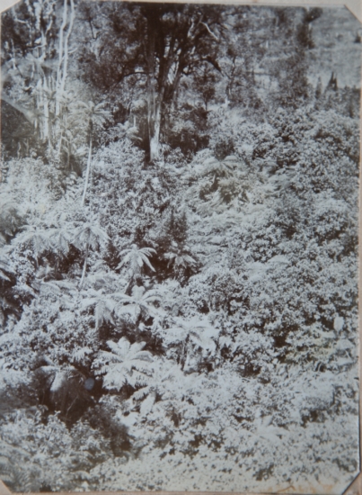 Native Bush Ararata