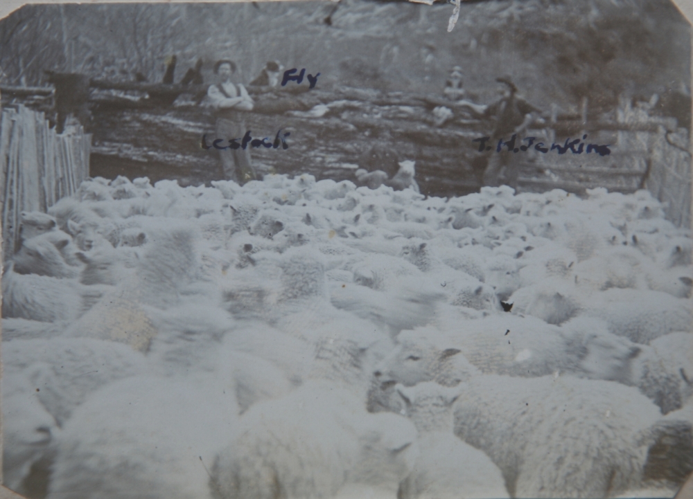 Docking Lambs