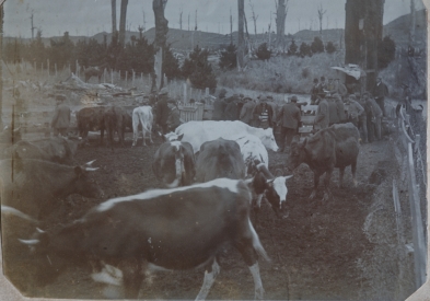 Dovedale Dairy Sale