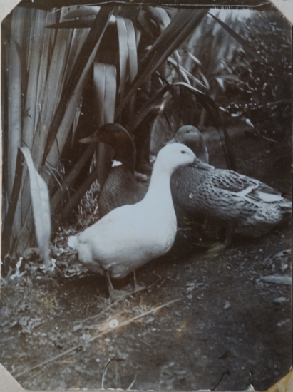 Ducks at Dovedale