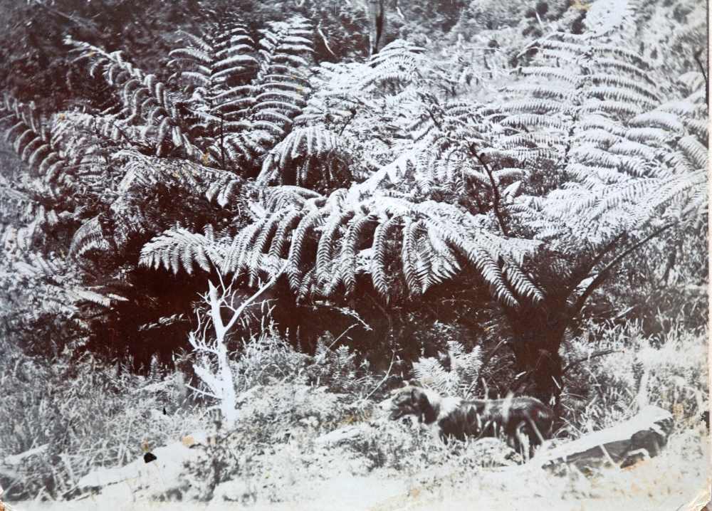 Fly in the Ferns