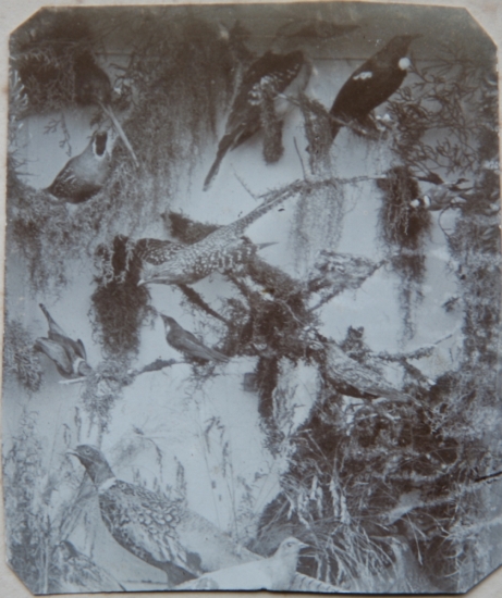 Lestock Jenkin's Birds