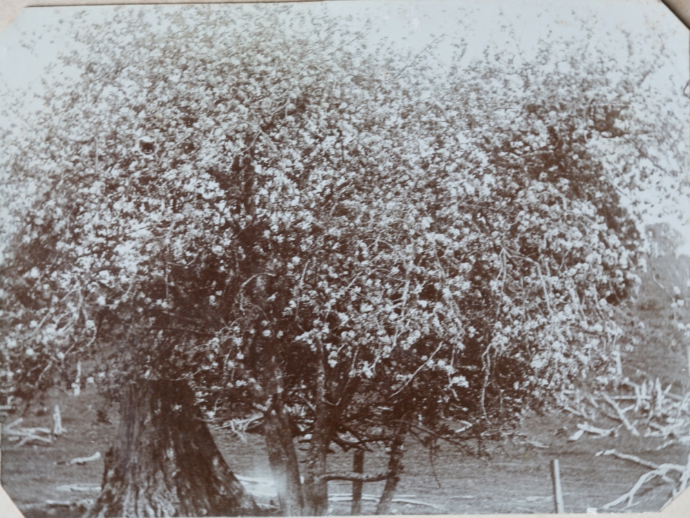 Maori Apple Trees on Maata Road
