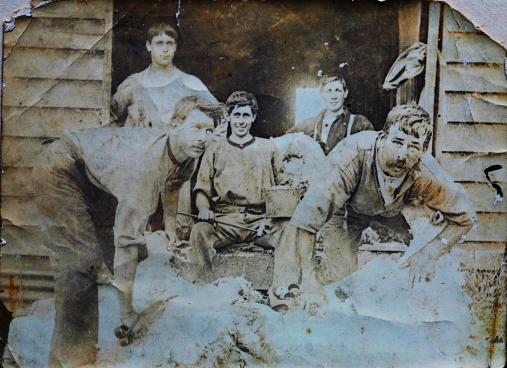 Shearing at Maata