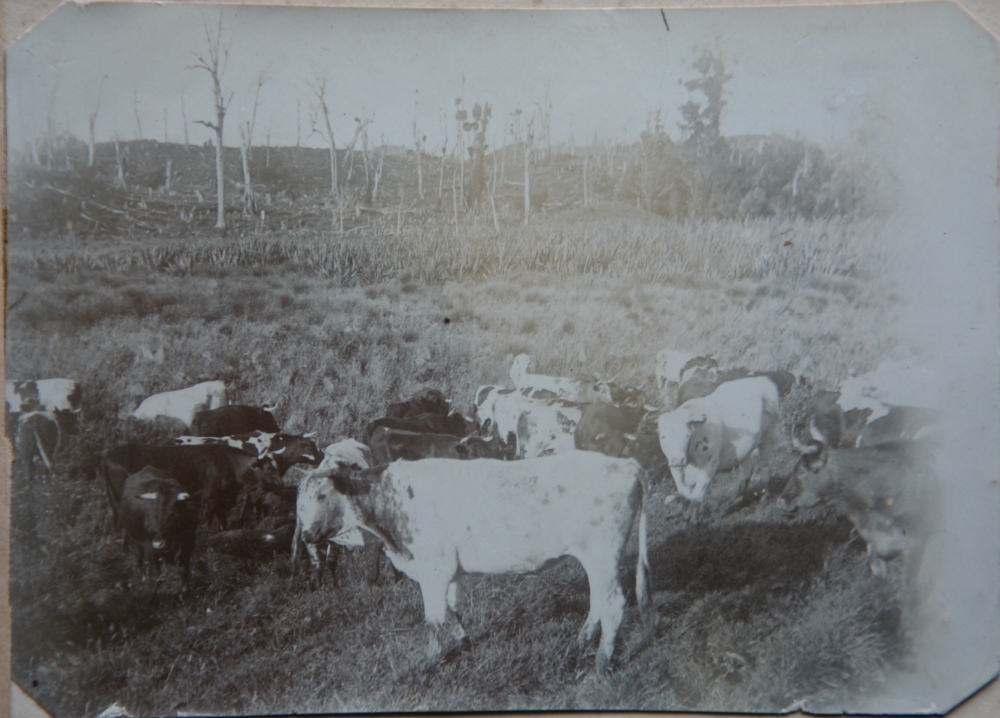 Cattle on O'Connor's Farm